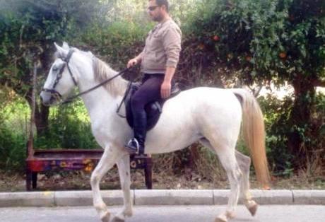 Εύα: Το λευκό άλογο που σταματάει στα φανάρια και έχει ξετρελάνει την Πάτρα (Photo)