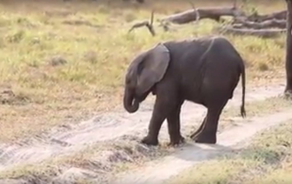 Με τι παίζει το μωρό ελεφαντάκι; (Video)