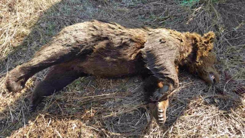 Αρκούδα βρέθηκε νεκρή από δηλητήριο στη Φλώρινα (σκληρή Photo)