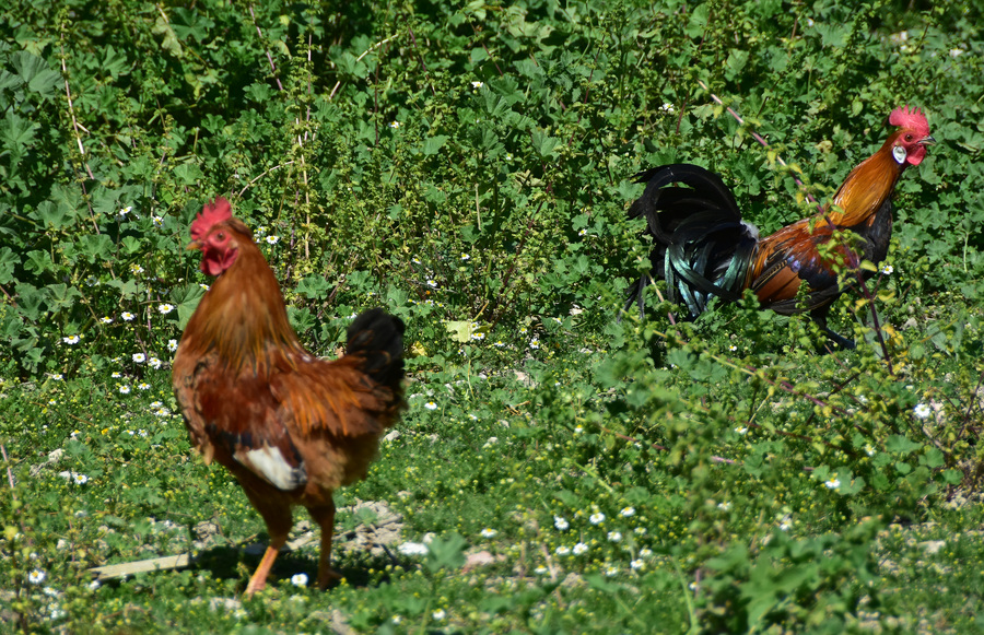 Οι κότες με τα …πράσινα αυγά (Photos)