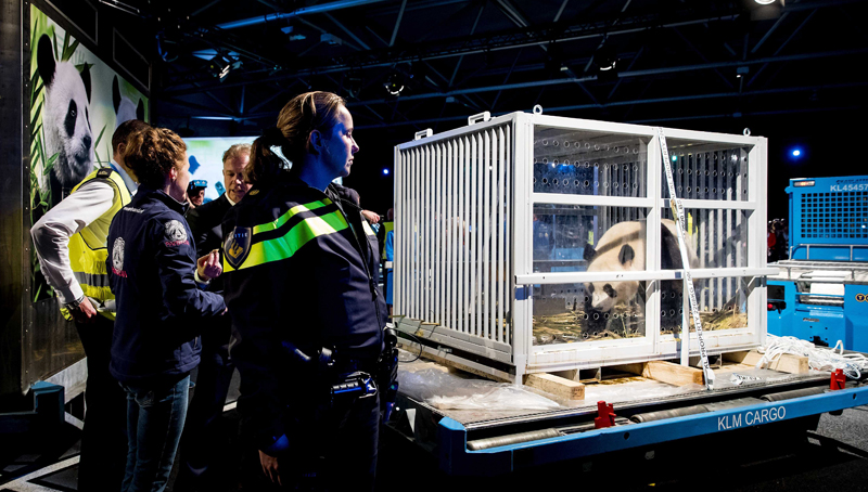 Άμστερνταμ: Γιου-Γουέν και Σινγκ-Για οι νέοι …κάτοικοι του ζωολογικού κήπου – Τα γιγαντιαία πάντα και η επιχείρηση μεταφοράς τους