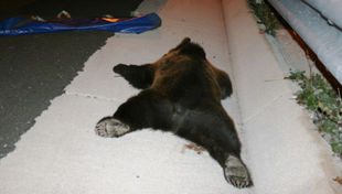 Καστοριά: Και νέο τροχαίο με θύμα αρκούδα