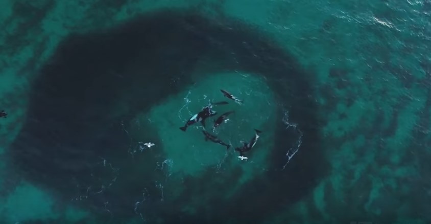 Μοναδική ομορφιά: Φωτογράφος απαθανατίζει τον «χορό» του με φάλαινες-δολοφόνους (Video)
