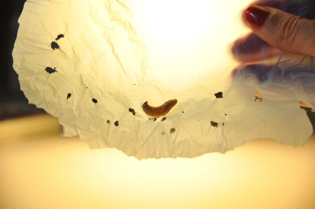 Αυτό το έντομο καταβροχθίζει πλαστικά, και ίσως μας σώσει όλους!