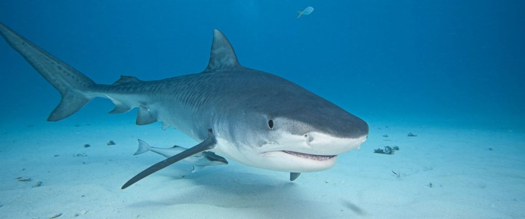 Απίστευτο! Έπιασαν επτά μέτρα καρχαρία στην Σκόπελο (Photos)
