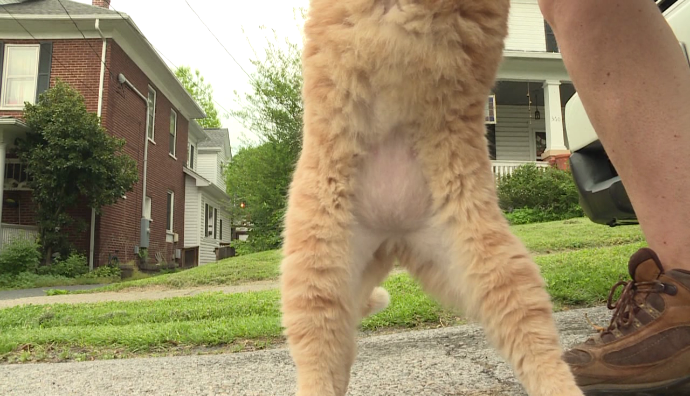 ΗΠΑ: Μυστήριο με τις ξυρισμένες γάτες στη Βιρτζίνια