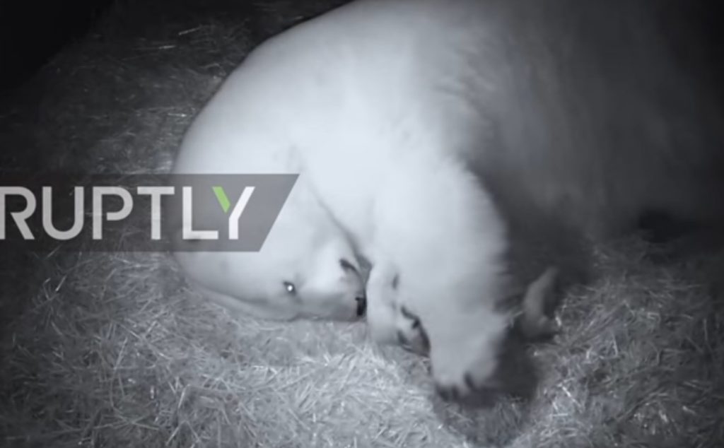 Αυστραλία: Τα φιλιά της πολικής αρκούδας στα νεογέννητα δίδυμα (Video)