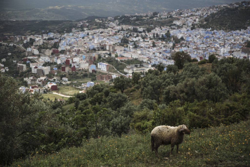 Βρετανία: Πυροσβέστες έσωσαν …παγιδευμένο πρόβατο!