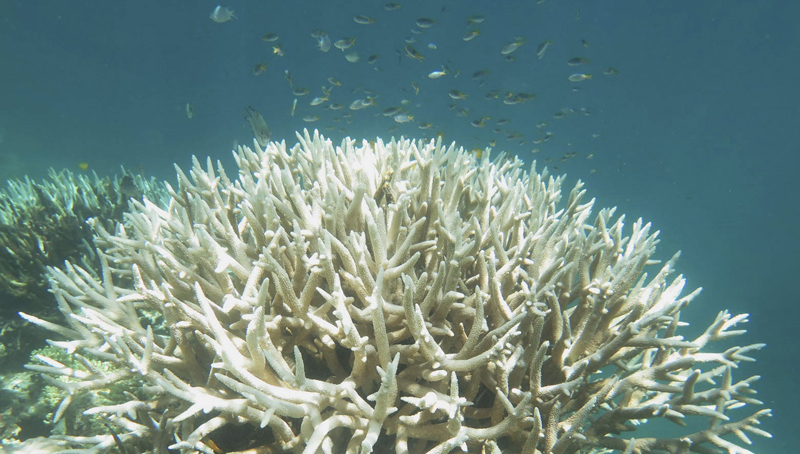 Με εξαφάνιση απειλούνται τα κοράλλια της Μεσογείου