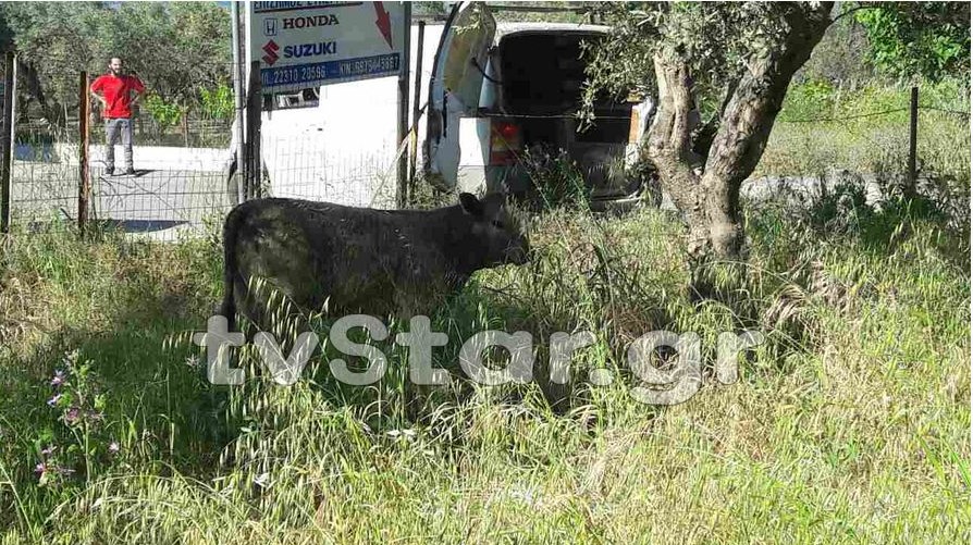 Λαμία: Αστυνομική επιχείρηση… μοσχάρι! (Photos+Video)