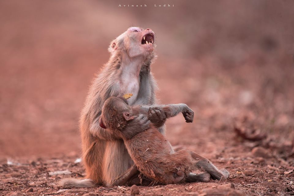 Συγκλονιστική φωτογραφία: Μαϊμού σπαράζει κρατώντας αγκαλιά το «νεκρό» μωρό της (Photo)