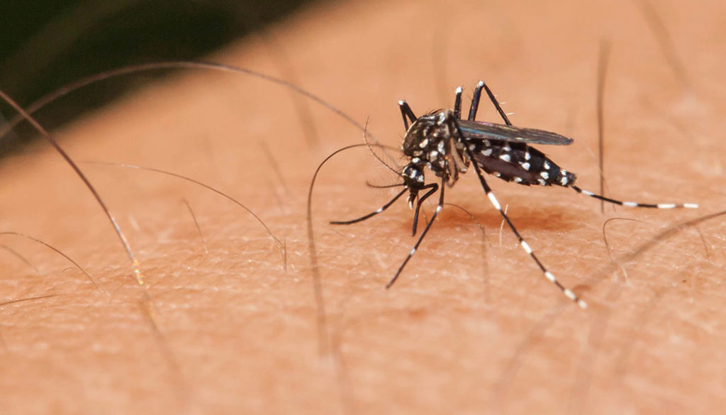 Ποιους προτιμάνε τα κουνούπια για… γεύμα και πώς τα σταματάμε