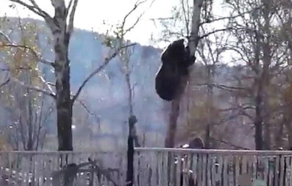 Καστοριά: Βρήκε μια αρκούδα στην αυλή του (Photo)