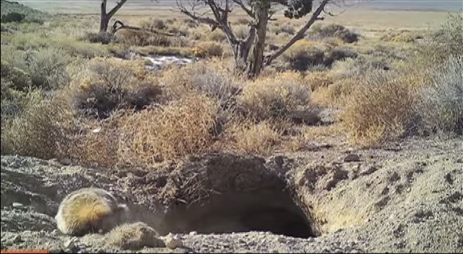 Ασβός θάβει ολόκληρο μοσχάρι! (Video)