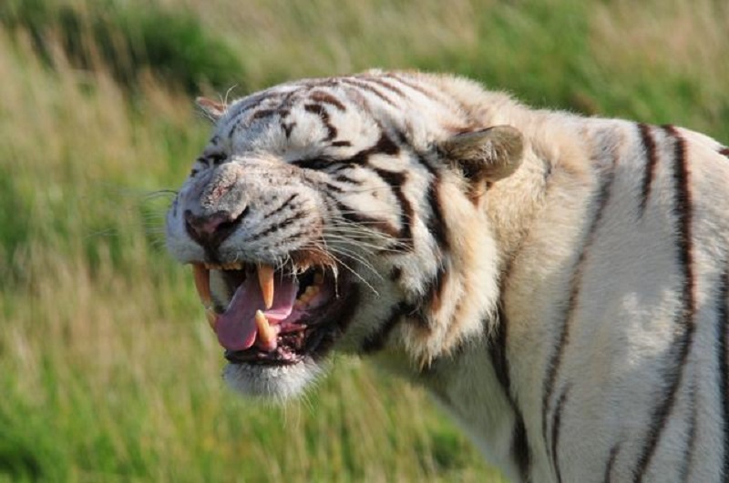 Τραγωδία σε ζωολογικό κήπο: Τίγρη σκότωσε μια φύλακα
