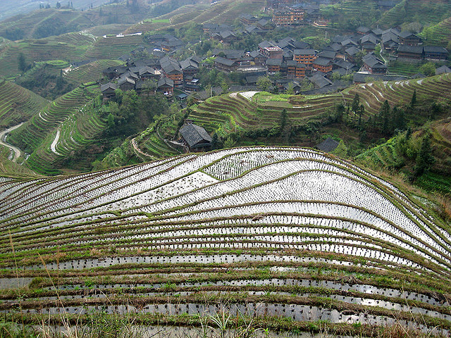 Κίνα: Βρέθηκαν οι αρχαιότερες στον κόσμο ενδείξεις καλλιέργειας ρυζιού