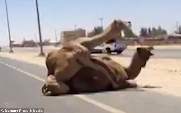 Ντουμπάι: Καμήλες παρέλυσαν ολόκληρη λεωφόρο, επειδή… ζευγάρωναν! (Video)