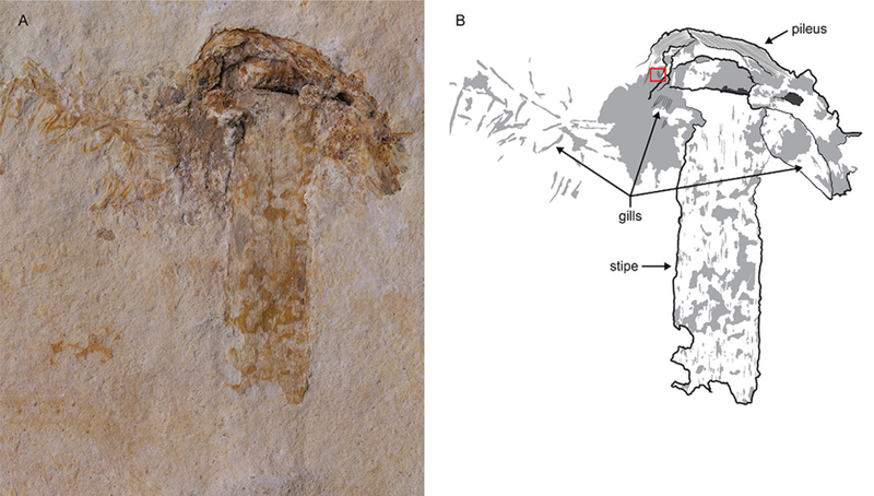 Ανακαλύφθηκε το αρχαιότερο απολίθωμα μανιταριού