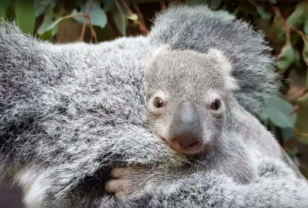 Αυστραλία: Το νέο μωρό κοάλα!