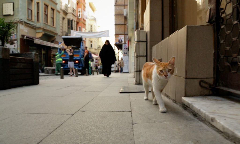 Μια ταινία για τις γάτες της Πόλης (video, photos)