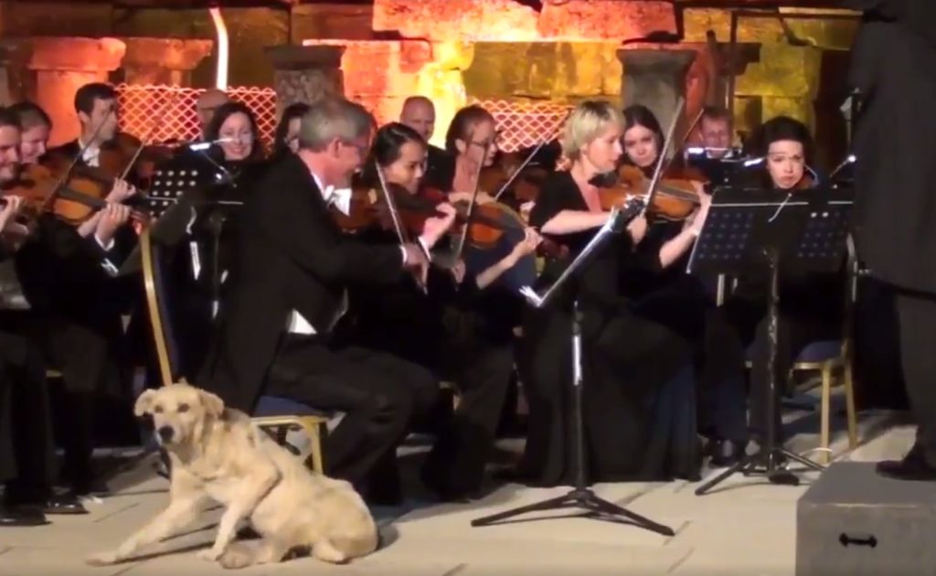 Όταν ένας σκύλος «κλέβει» την παράσταση! (Video)
