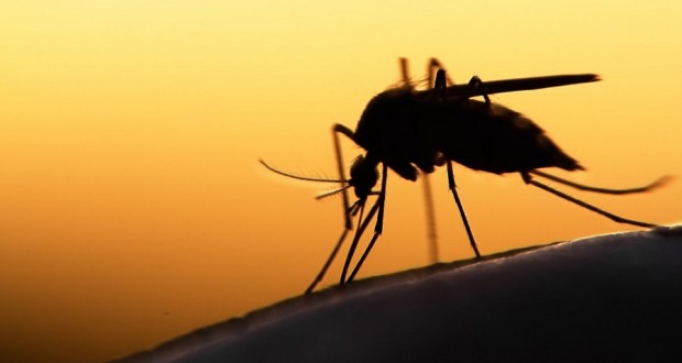 Ελονοσία: Συναγερμός σε Αχαΐα και Ηλεία