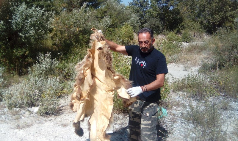 Έγκλημα στον Αλιάκμονα – Βρέθηκε κατεργασμένο δέρμα αρκούδας