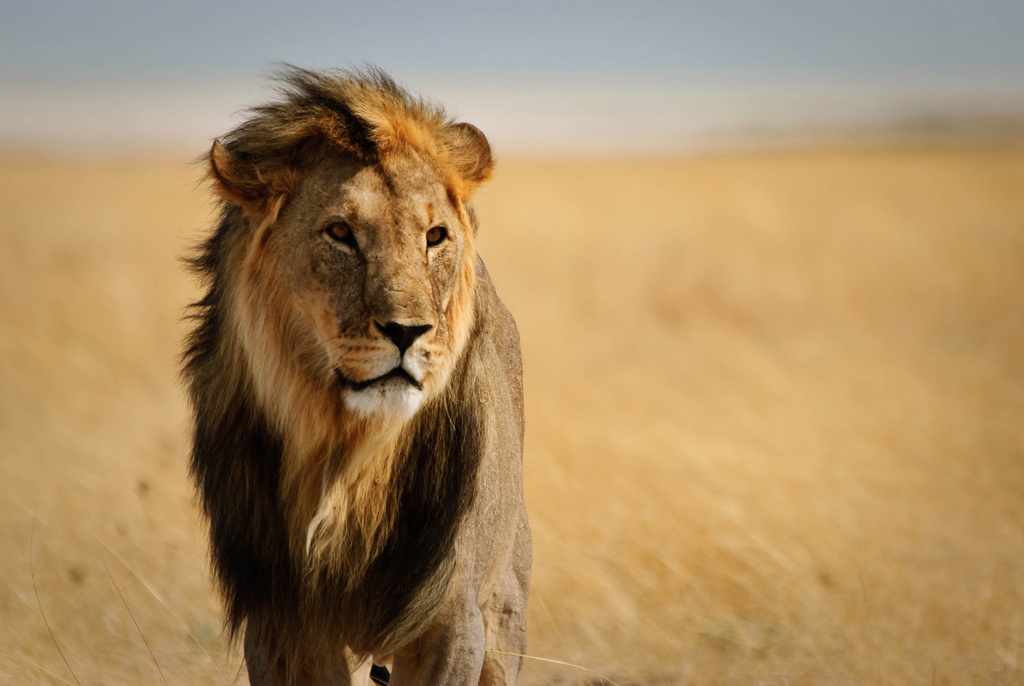 Το λιοντάρι που τραγουδάει… (Video)