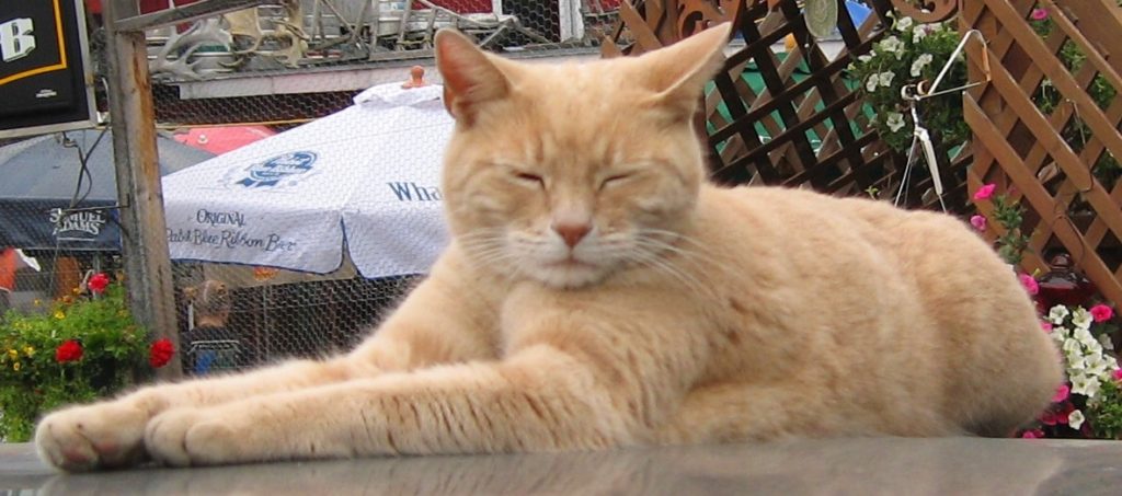 Αλάσκα: Πέθανε ο Stubbs, o γάτος-δήμαρχος (Photos + Video)