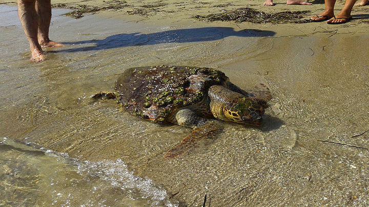 Νεκρή θαλάσσια χελώνα σε παραλία της Ηγουμενίτσας
