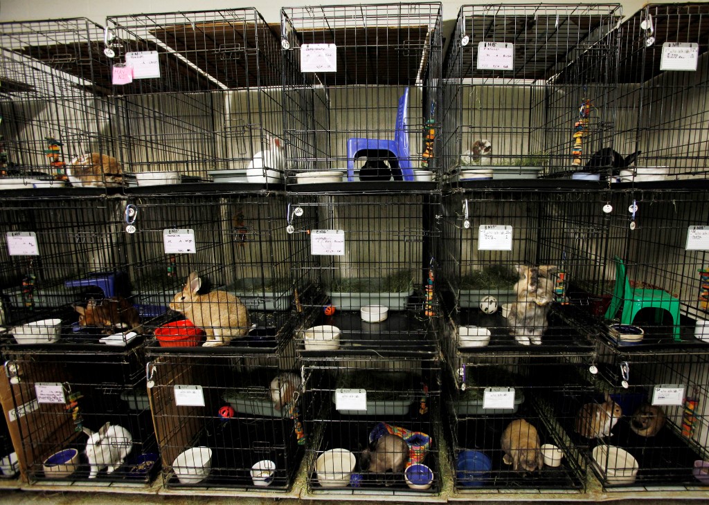 ΗΠΑ: Αποθήκη – κολαστήριο ζώων στο Λος Άντζελες