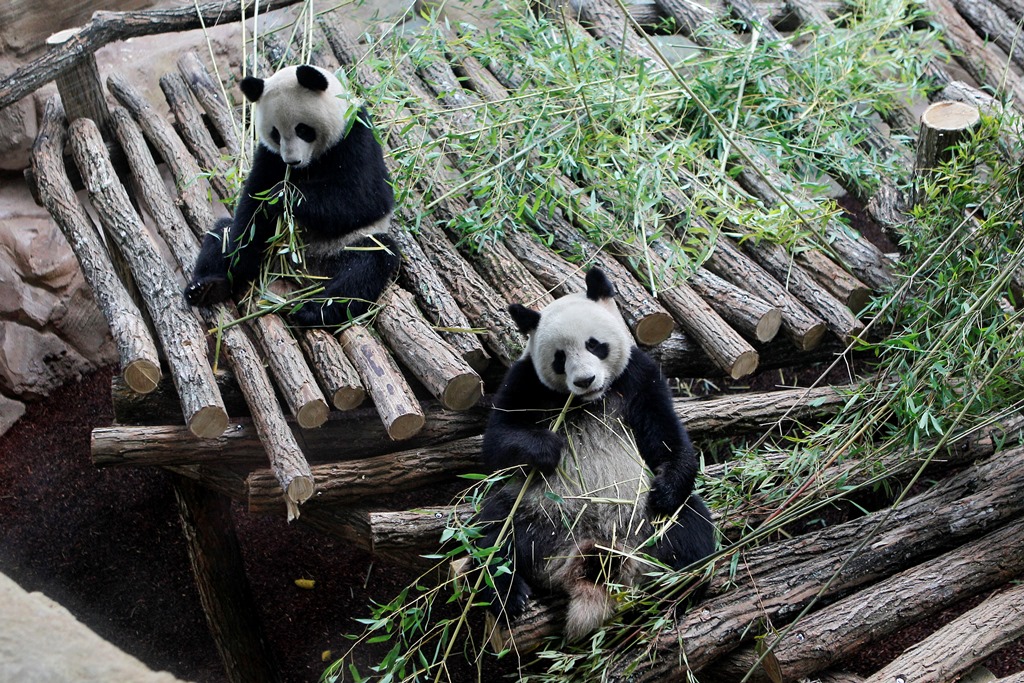 Γαλλία: Χαρές και λύπες με τα αρκουδάκια πάντα  στο Ζωολογικό Κήπο του  Μποβάλ