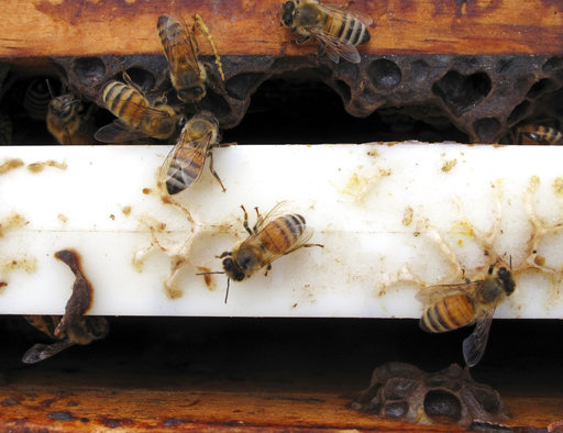 Κρήτη: Τον τσίμπησαν 100 μέλισσες, αλλά επέζησε