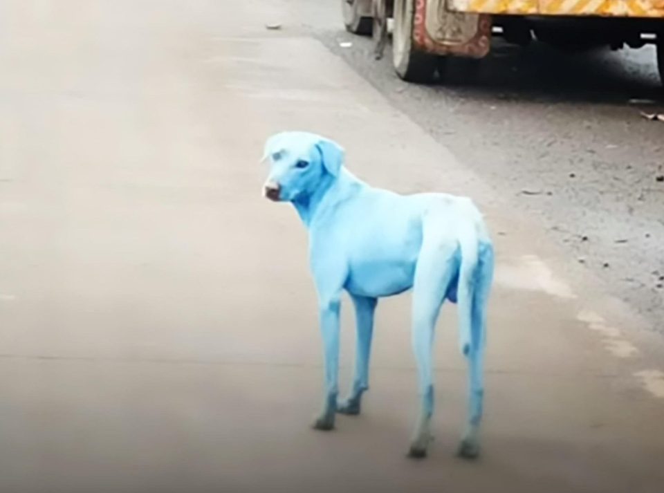 Ινδία – Μόλυνση: Όταν οι σκύλοι γίνονται μπλε! (Video)
