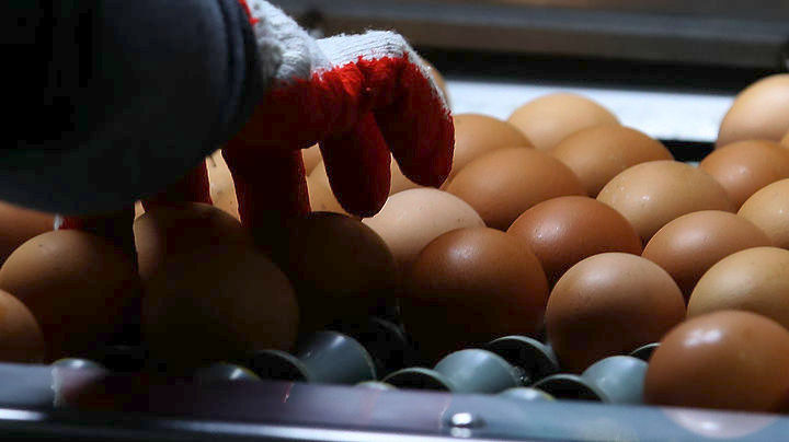 Ιταλία: Συναγερμός για τα μολυσμένα αυγά – Χιλιάδες κατασχέσεις