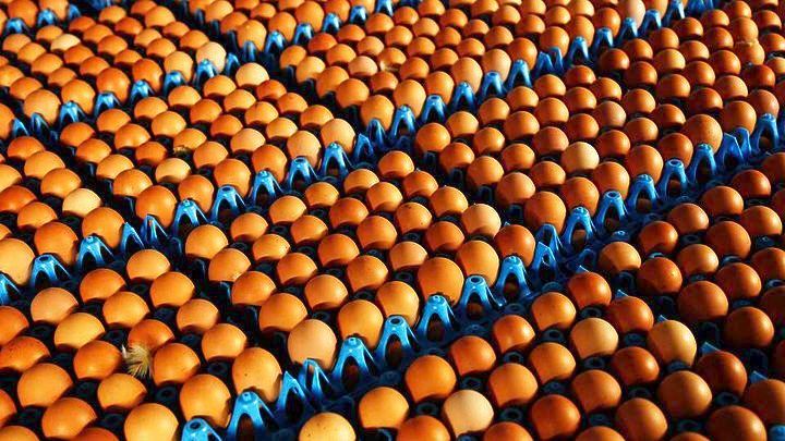 «Δεν υπάρχει ανησυχία για μολυσμένα αβγά στην Ελλάδα»