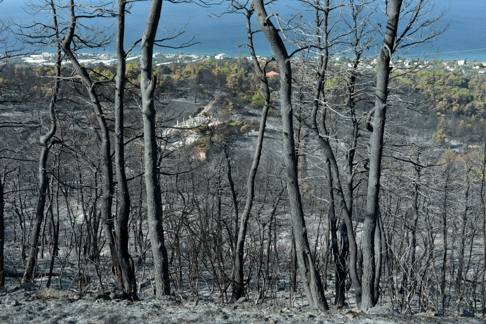 Ζάκυνθος: Μέτρα για την προστασία των καμένων δασών εξήγγειλαν Κοντονής, Αποστόλου και Φάμελλος