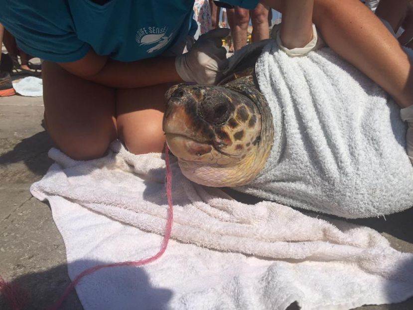 Απίστευτο βίντεο: Εθελοντές βγάζουν δίχτυ από το στόμα χελώνας Caretta-Caretta (Video)