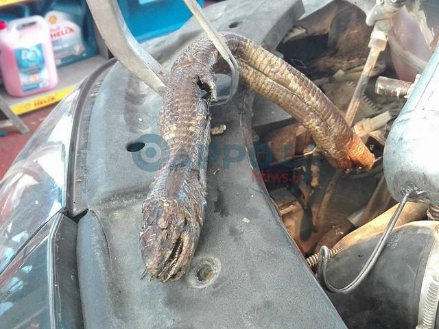 Καλαμάτα: Η βλάβη στη μηχανή οφειλόταν σε …φίδι  – Δείτε τις φωτογραφίες