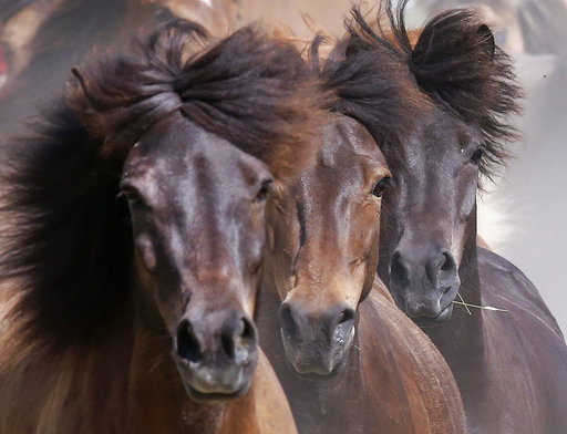 Χανιά: Κρούσμα πυρετού του Δυτικού Νείλου σε άλογο