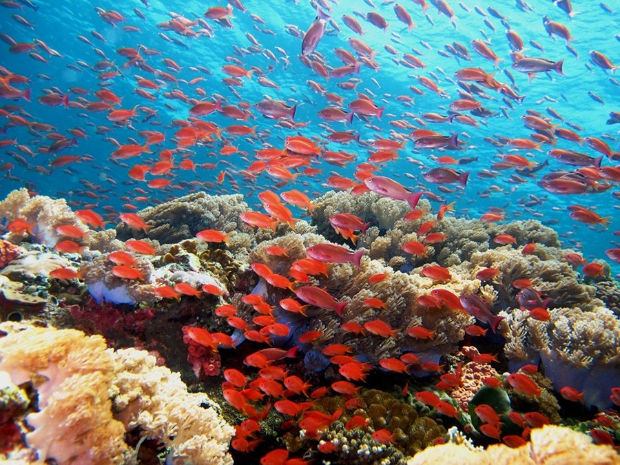 WWF: Εξαντλούνται οι θαλάσσιοι πόροι της Μεσογείου