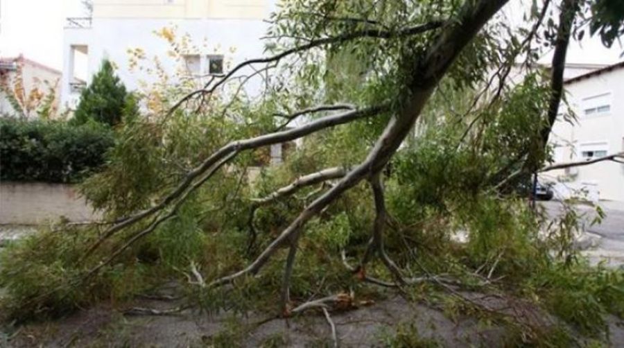 Θεσσαλονίκη: Σε κρίσιμη κατάσταση 70χρονος που καταπλακώθηκε από δέντρο – Δούλευε σε πρόγραμμα κοινωφελούς εργασίας