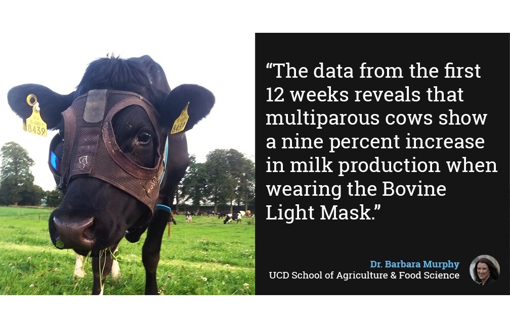 Ιρλανδία: Αγελάδες παράγουν περισσότερο γάλα φορώντας… μάσκα!