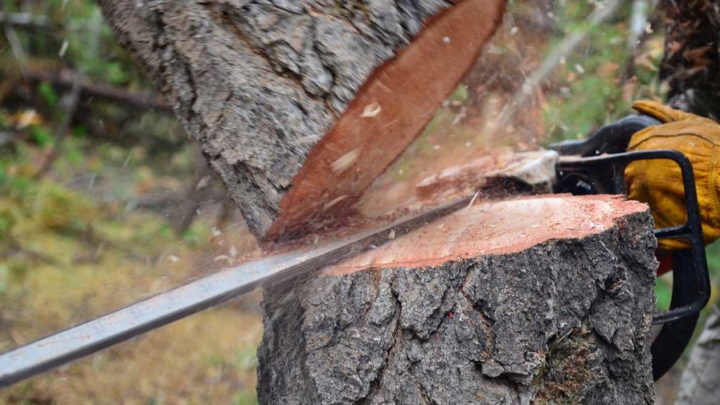 Κοζάνη: 60χρονος νεκρός – Τον καταπλάκωσε δέντρο που έκοβε.