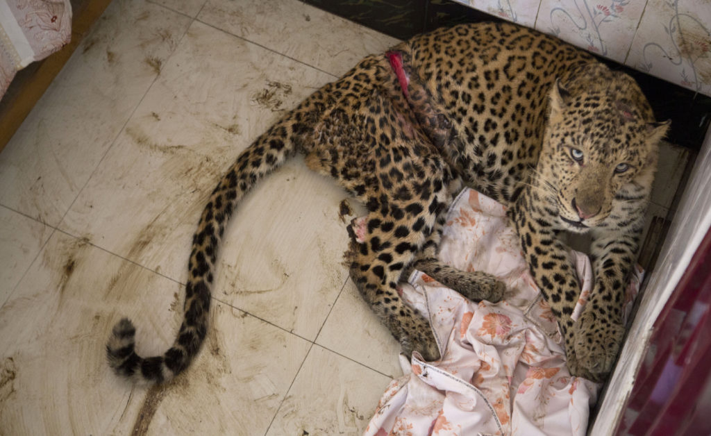 Ινδία: Λεοπάρδαλη έκοβε βόλτες μέσα στο εργοστάσιο της Maruti Suzuki  (Photos + Video)