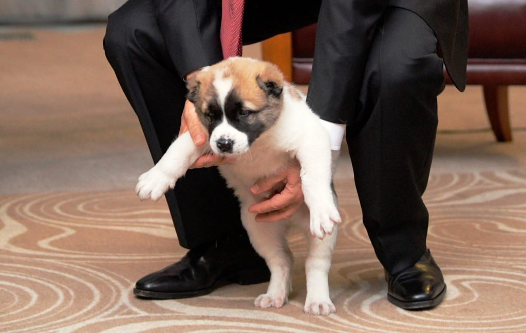 Το νέο πανέμορφο κουτάβι του Πούτιν! (Photos + Video)