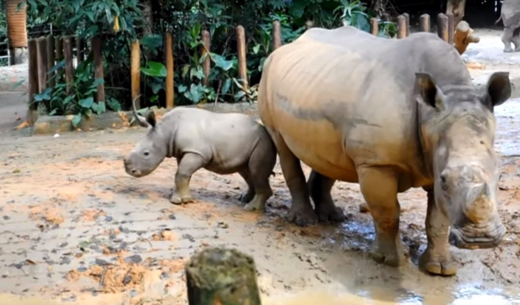 Ένας μικρός ρινόκερος κάνει τα πρώτα του βήματα (Video + Photos)