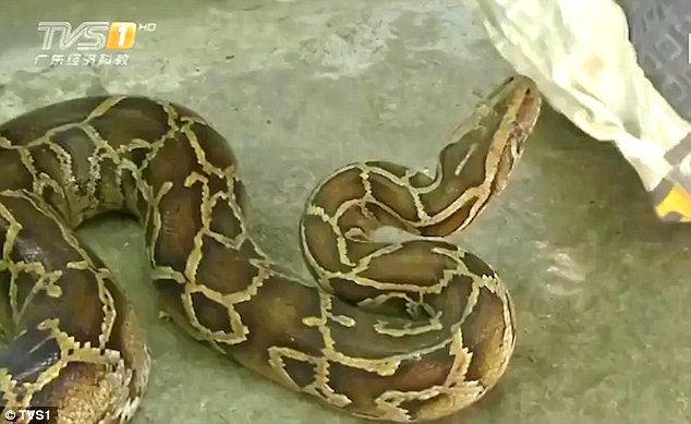 Βρήκε έναν βόα στο πλυντήριο ρούχων! (Photo + Video)