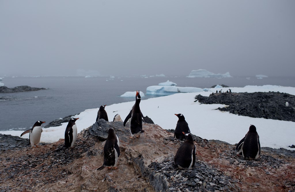 Aνταρκτική: Αποικία 40.000 πιγκουίνων εξολοθρεύτηκε από έλλειψη τροφής!