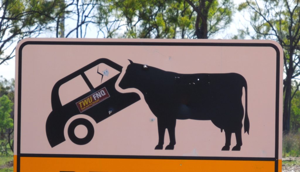 Τράκαρε με… αγελάδα και δείτε πώς κατάντησε το αυτοκίνητό του (Photo)